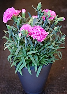 Dianthus caryophyllus.tle.jpg