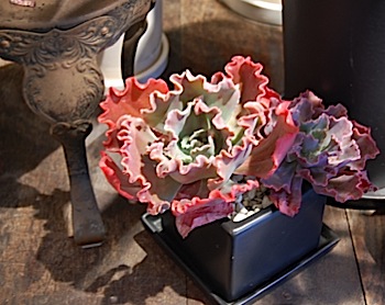 Echeveria cv. Party Dress.jpg