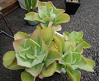 Echeveria.tle.jpg