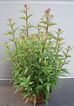 Eupatorium japonicum.tle.jpg