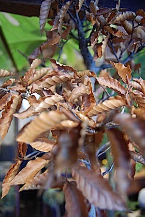 Fagus crenata.jpg