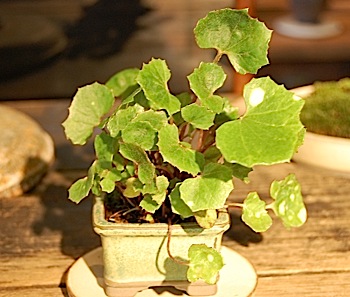 Farfugium japonicum.tle.jpg