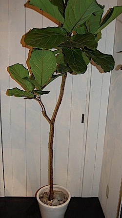 Ficus lyrata Warb.tle.jpg