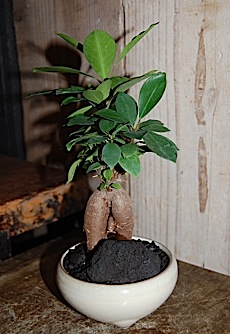 Ficus microcarpa.tle.jpg