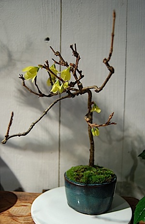 Forsythia suspensa.jpg