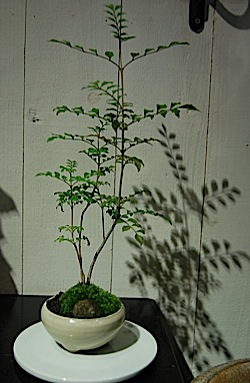 Fraxinus griffithii.tle.jpg