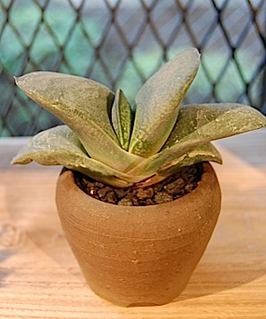 Gasteria pillansii.tle.jpg