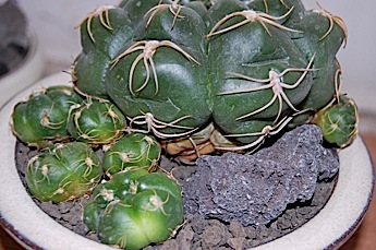 Gymnocalycium denudatum.tle.jpg