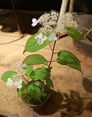 H.serrata.jpg