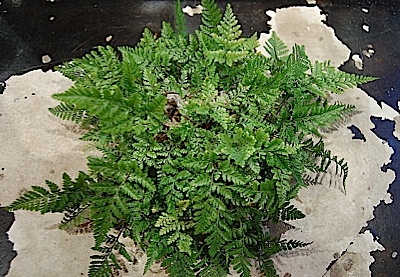 H.tyermannii.jpg