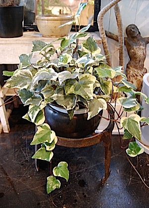 Hedera canariensis.tle.jpg