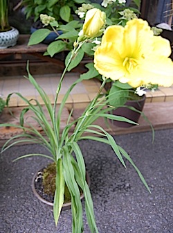 Hemerocallis.tle.jpg