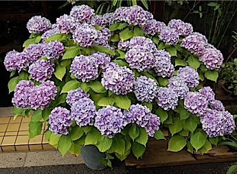 Hydrangea 2.tle.jpg