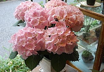 Hydrangea pk.tle.jpg