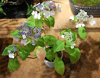 Hydrangea serrata.tle.jpg