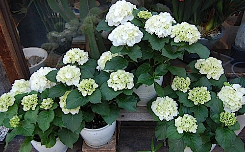 Hydrangea.jpg