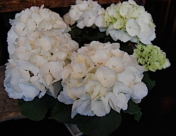 Hydrangea.tle.jpg