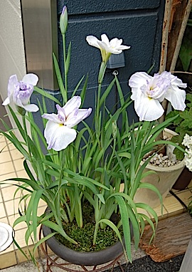 Iris ensata.tle.jpg