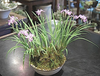 Iris gracilipes　.jpg
