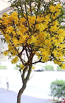 Jasminum humile.tle.jpg