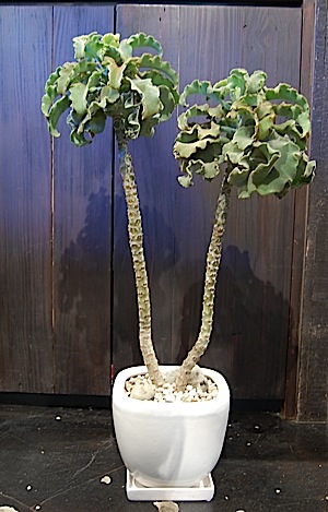 Kalanchoe behalensis .tle.jpg