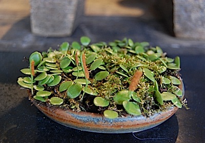 L.microphyllum Pr.jpg