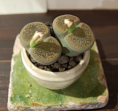 Lithops.tle.jpg