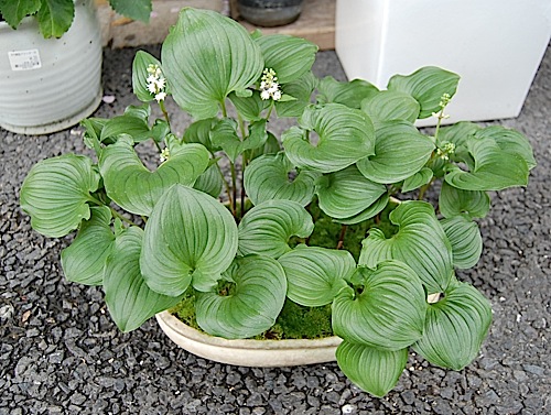 Maianthemum dilatatum .jpg