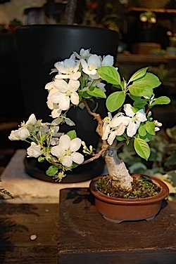 Malus×cerasifera.jpg