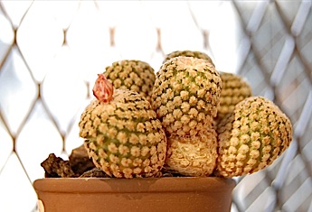 Mammillaria .tle3.jpg