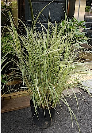 Miscanthus sinensis.tle.jpg