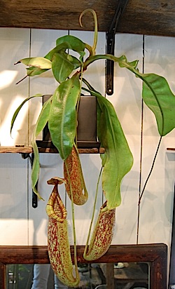 Nepenthes.d.tle.jpg