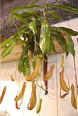 Nepenthes.tle.jpg