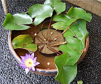 Nymphaea colorata.tle.jpg