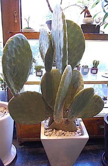 Opuntia maxima.jpg