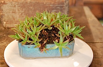 Orostachys　japonicus.tle.jpg