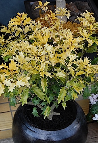 Osmanthus heterophyllus.text.jpg