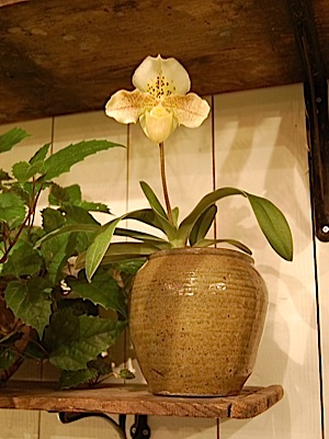 Paph.tle.jpg