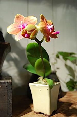 Phalaenopsis.m.jpg