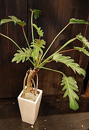Philodendron cv.kookaburra.tle.jpg