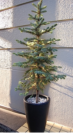 Picea pungens.tle.jpg