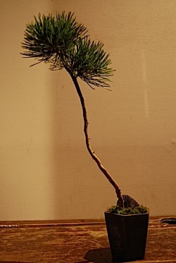 Pinus densiflora,tle.jpg