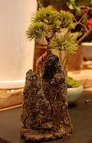 Pinus p.tle.jpg
