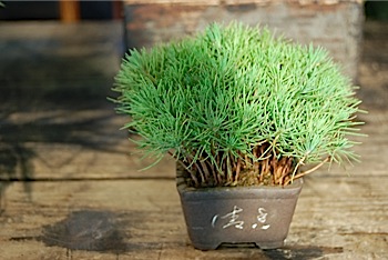 Pinus.tle.jpg