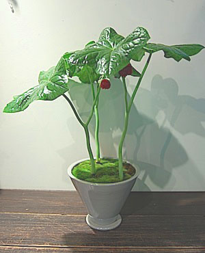 Podophyllum pleianthum.jpg