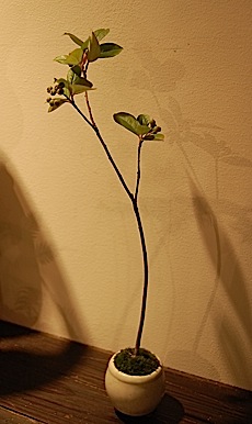Pourthiaea villosa.tle.jpg
