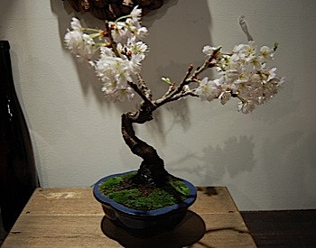 Prunus avium.jpg