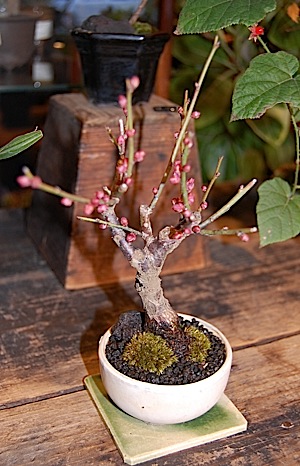 Prunus mume.tle.jpg