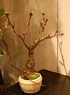 Prunus.tle.jpg