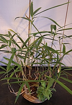 Pseudosasa japonica.tle.jpg